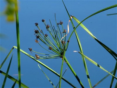 Schwanenblume (Butomus umbellatus) an der Saar in Saarbrücken