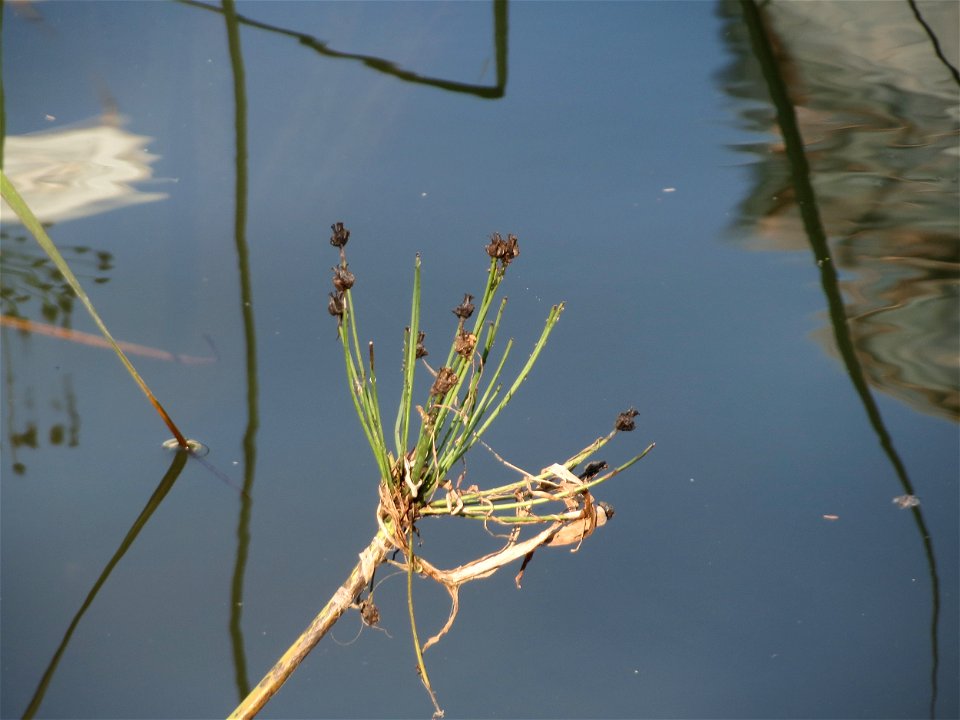 Schwanenblume (Butomus umbellatus) an der Saar in Saarbrücken