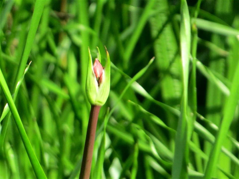Schwanenblume (Butomus umbellatus) im Landesgartenschaupark Hockenheim