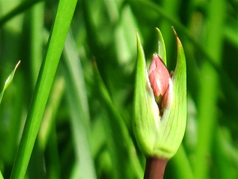 Schwanenblume (Butomus umbellatus) im Landesgartenschaupark Hockenheim