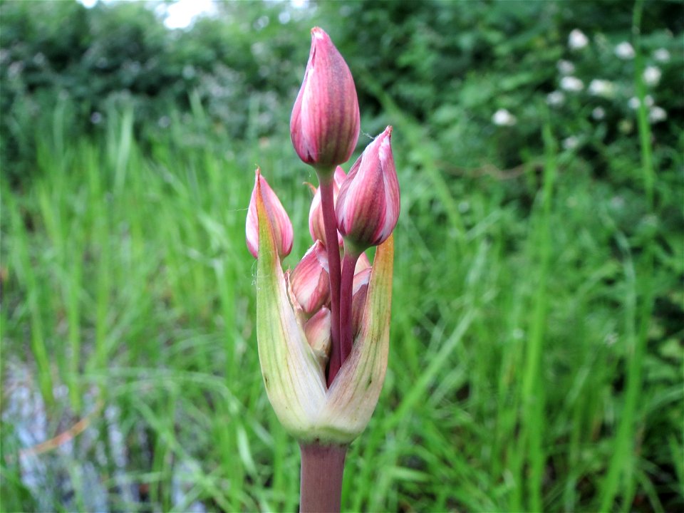 Schwanenblume (Butomus umbellatus) im Landesgartenschaupark Hockenheim