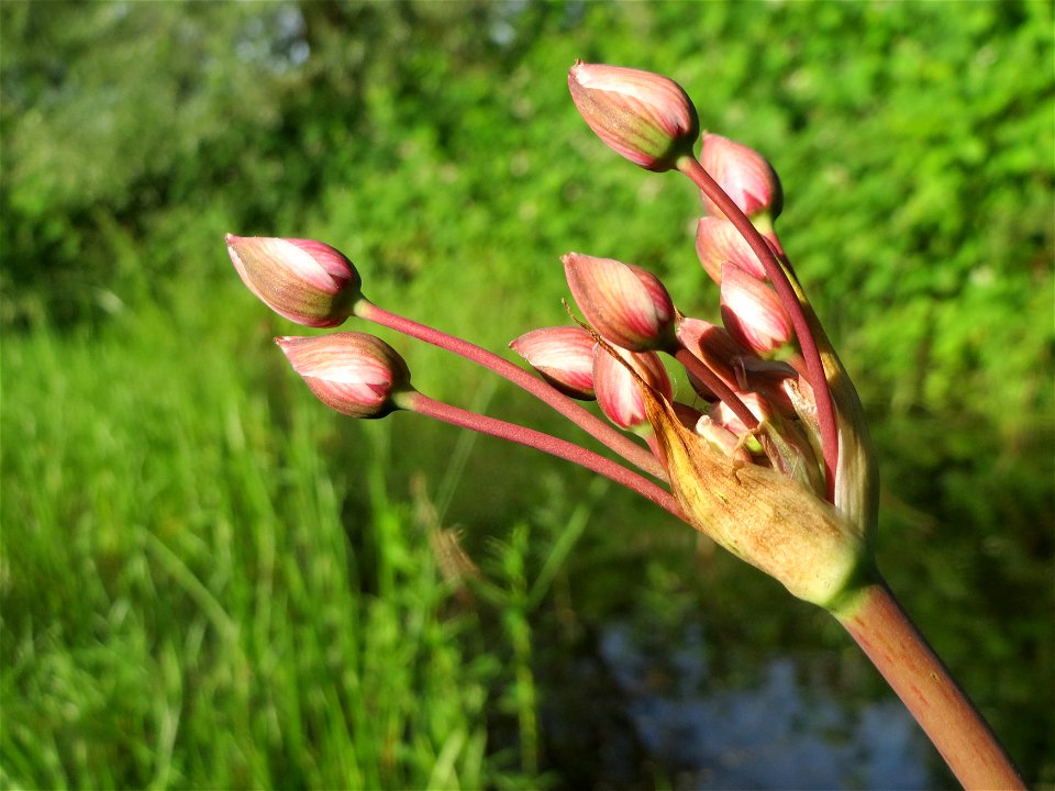 Schwanenblume (Butomus umbellatus) im Landesgartenschaupark Hockenheim