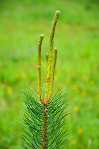 Coniferous tree needles the top of the pines photo