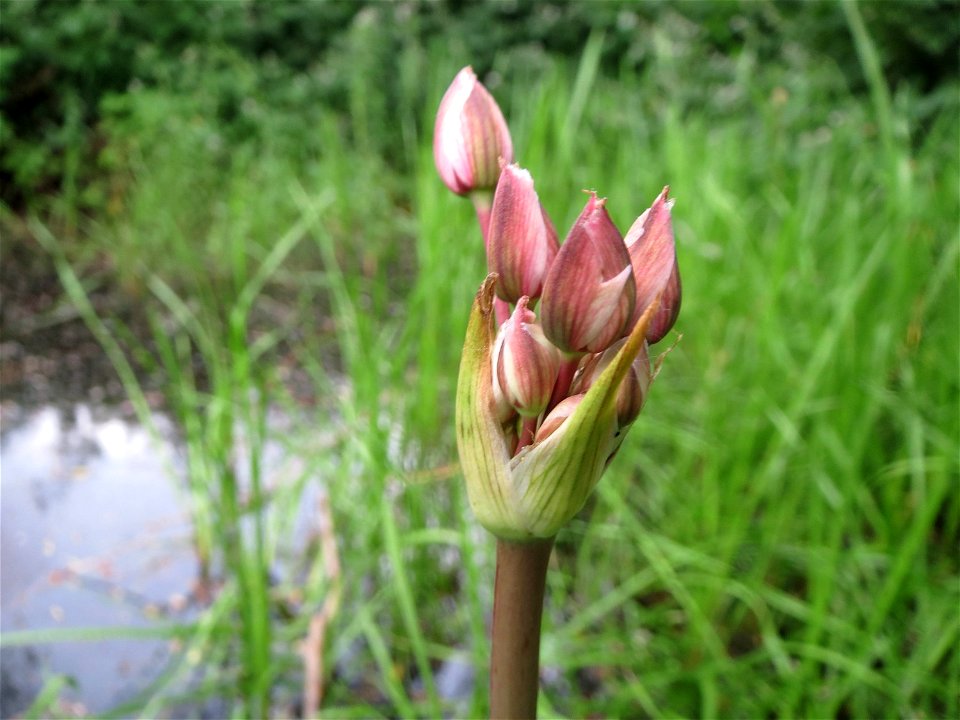 Schwanenblume (Butomus umbellatus) im Landesgartenschaupark Hockenheim