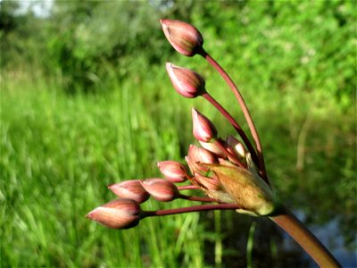 Schwanenblume (Butomus umbellatus) im Landesgartenschaupark Hockenheim