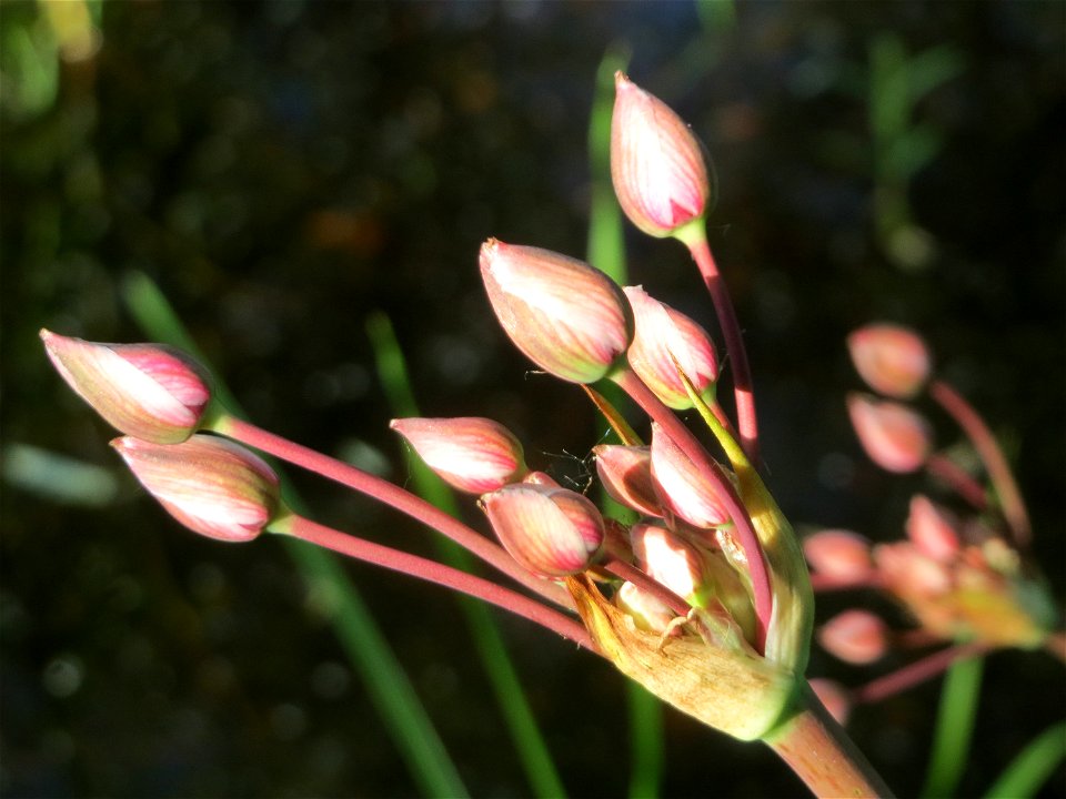 Schwanenblume (Butomus umbellatus) im Landesgartenschaupark Hockenheim