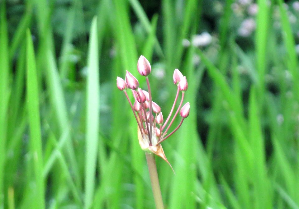 Schwanenblume (Butomus umbellatus) im Landesgartenschaupark Hockenheim