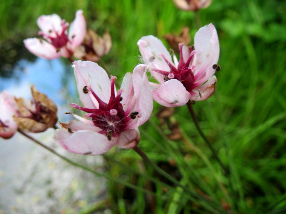 Schwanenblume (Butomus umbellatus) im Landesgartenschaupark Hockenheim