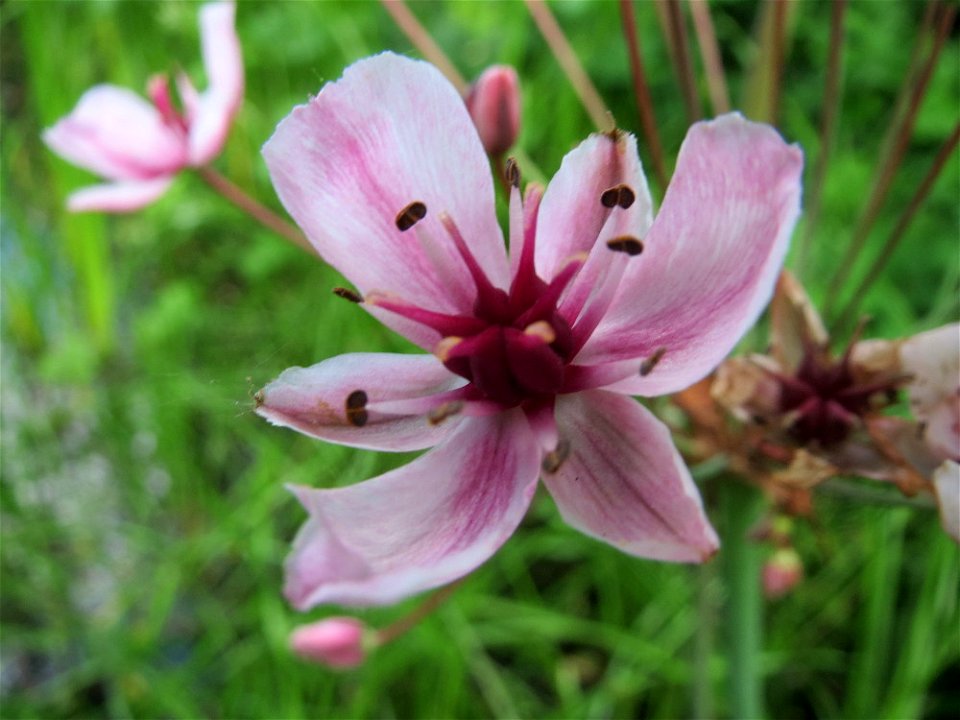 Schwanenblume (Butomus umbellatus) im Landesgartenschaupark Hockenheim
