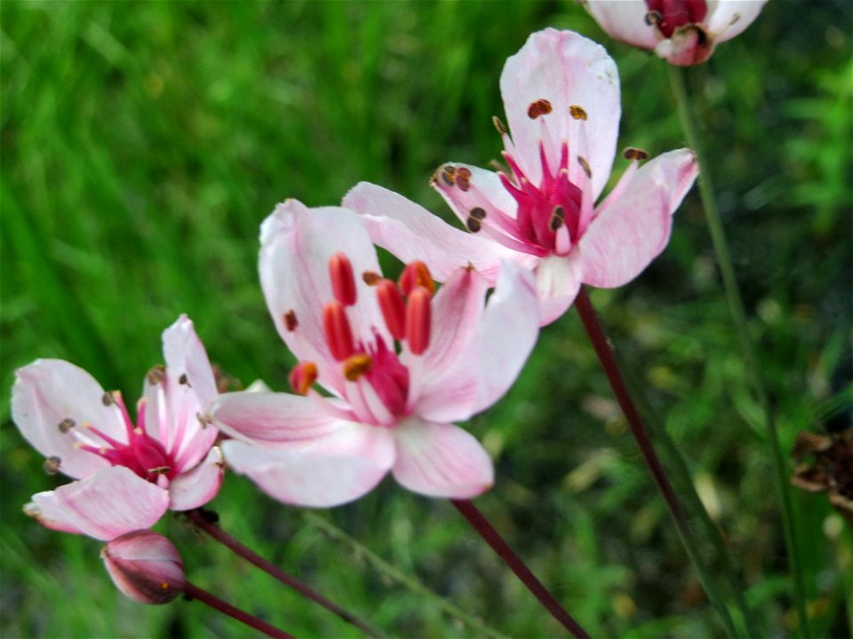 Schwanenblume (Butomus umbellatus) im Landesgartenschaupark Hockenheim
