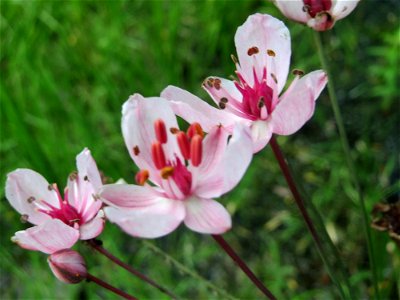 Schwanenblume (Butomus umbellatus) im Landesgartenschaupark Hockenheim