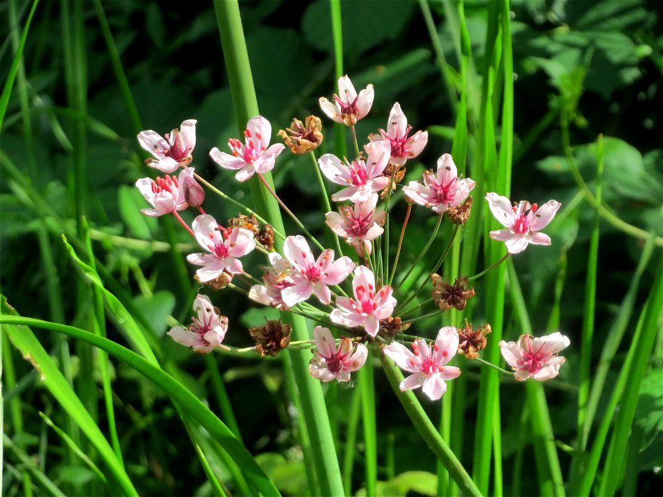 Schwanenblume (Butomus umbellatus) im Landesgartenschaupark Hockenheim