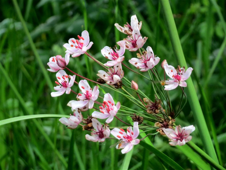 Schwanenblume (Butomus umbellatus) im Landesgartenschaupark Hockenheim