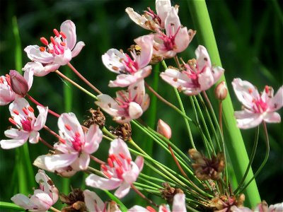 Schwanenblume (Butomus umbellatus) im Landesgartenschaupark Hockenheim