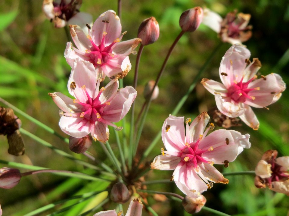 Schwanenblume (Butomus umbellatus) im Landesgartenschaupark Hockenheim
