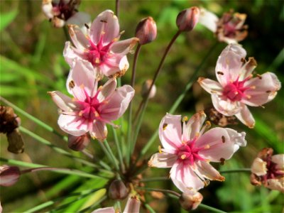 Schwanenblume (Butomus umbellatus) im Landesgartenschaupark Hockenheim