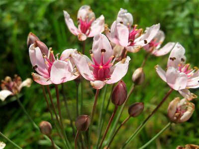 Schwanenblume (Butomus umbellatus) im Landesgartenschaupark Hockenheim