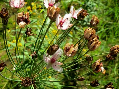 Schwanenblume (Butomus umbellatus) im Landesgartenschaupark Hockenheim