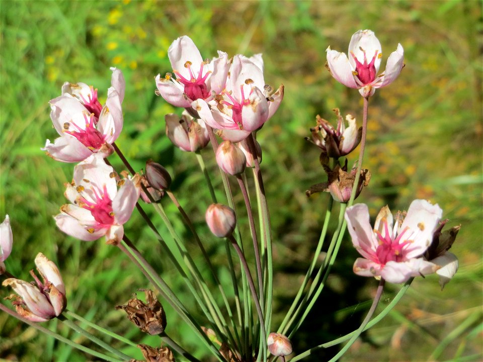 Schwanenblume (Butomus umbellatus) im Landesgartenschaupark Hockenheim