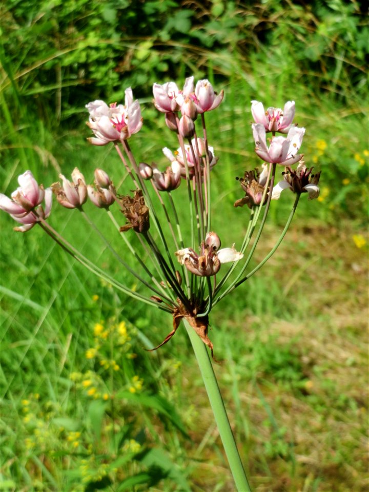 Schwanenblume (Butomus umbellatus) im Landesgartenschaupark Hockenheim