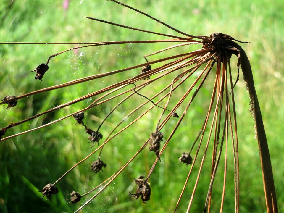 Verblühte Schwanenblume (Butomus umbellatus) im Landesgartenschaupark Hockenheim