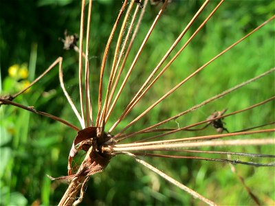 Verblühte Schwanenblume (Butomus umbellatus) im Landesgartenschaupark Hockenheim