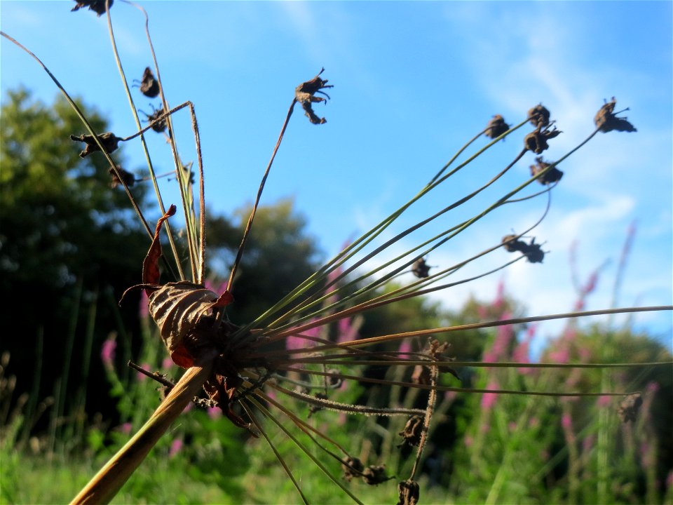 Verblühte Schwanenblume (Butomus umbellatus) im Landesgartenschaupark Hockenheim