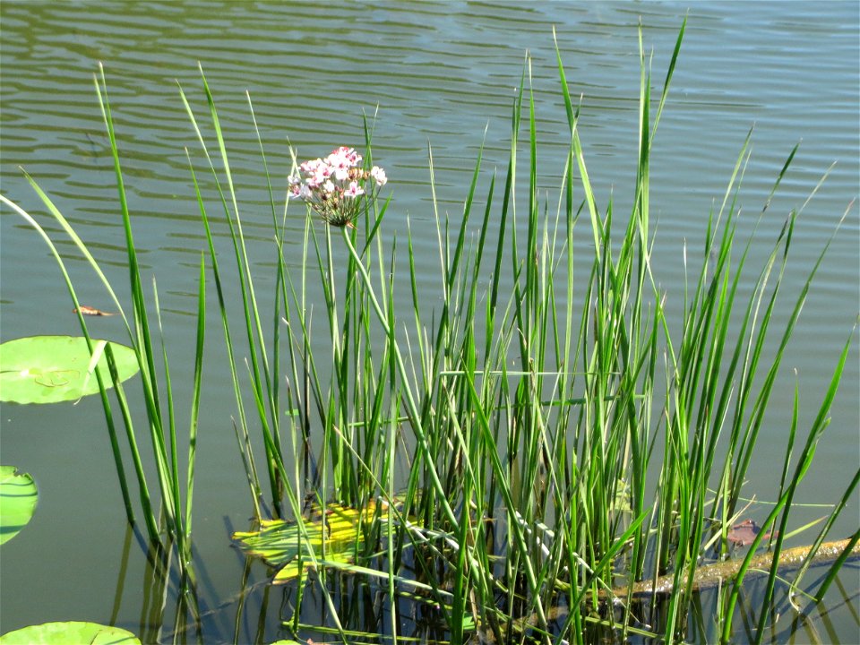 Schwanenblume (Butomus umbellatus) an der Saar in Alt-Saarbrücken