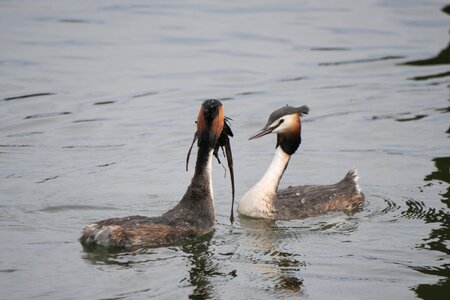 Courtship dance courtship posturing nest building photo