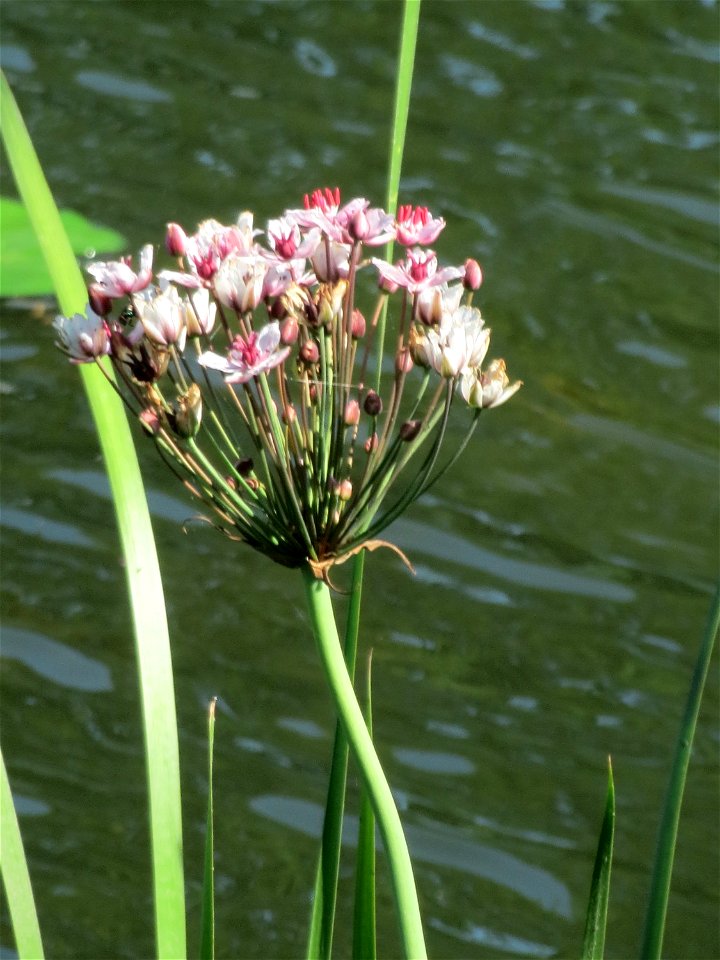 Schwanenblume (Butomus umbellatus) an der Saar in Alt-Saarbrücken