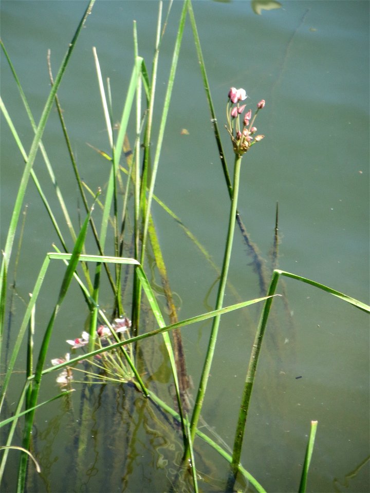 Schwanenblume (Butomus umbellatus) an der Saar in Sankt Arnual