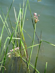 Schwanenblume (Butomus umbellatus) an der Saar in Sankt Arnual