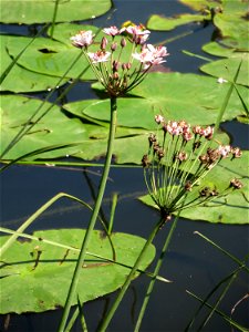 Schwanenblume (Butomus umbellatus) an der Saar in Sankt Arnual