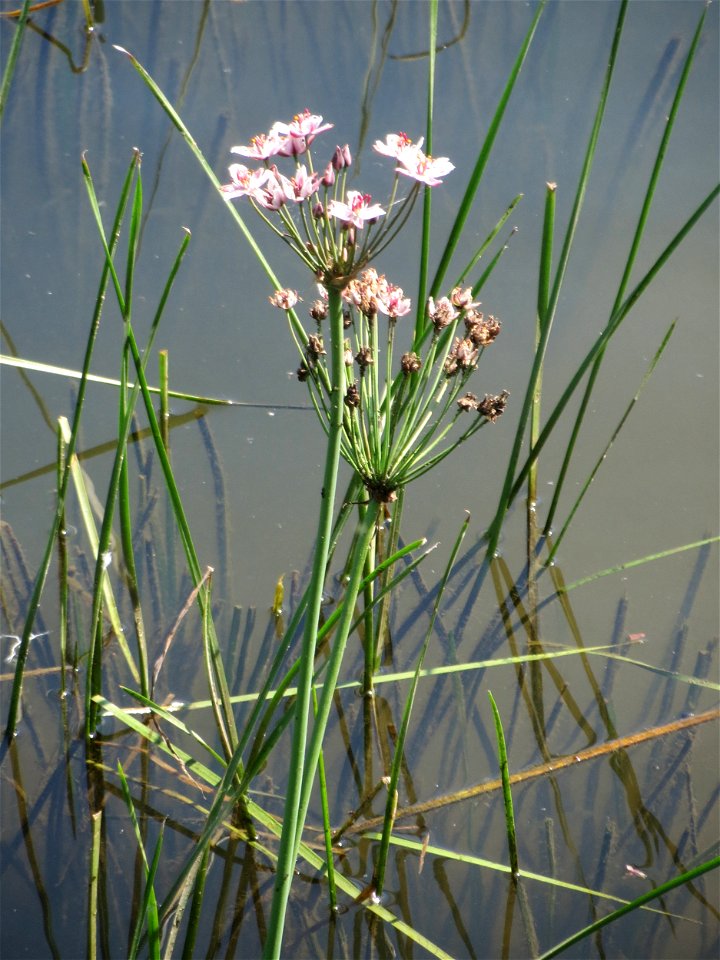 Schwanenblume (Butomus umbellatus) an der Saar in Sankt Arnual