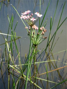 Schwanenblume (Butomus umbellatus) an der Saar in Sankt Arnual