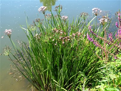 Schwanenblume (Butomus umbellatus) an der Saaraue Güdingen