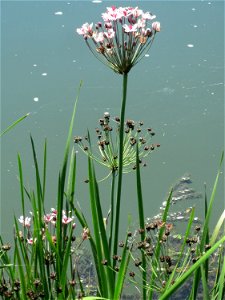 Schwanenblume (Butomus umbellatus) an der Saaraue Güdingen