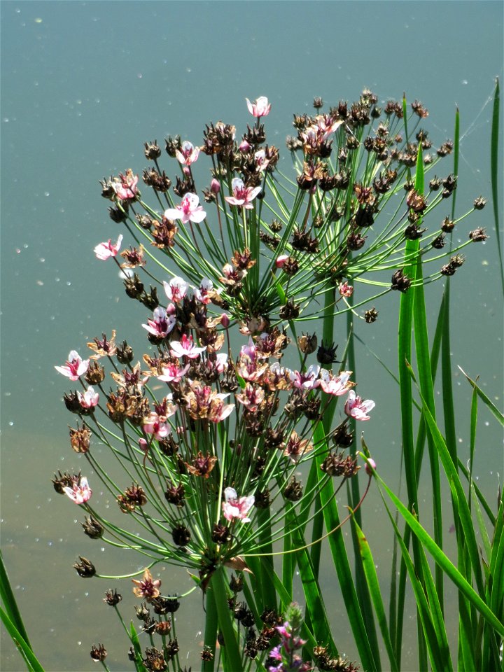 Schwanenblume (Butomus umbellatus) an der Saaraue Güdingen