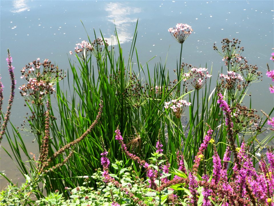 Schwanenblume (Butomus umbellatus) an der Saaraue Güdingen