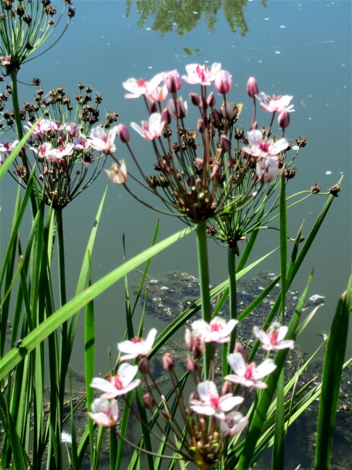 Schwanenblume (Butomus umbellatus) an der Saaraue Güdingen