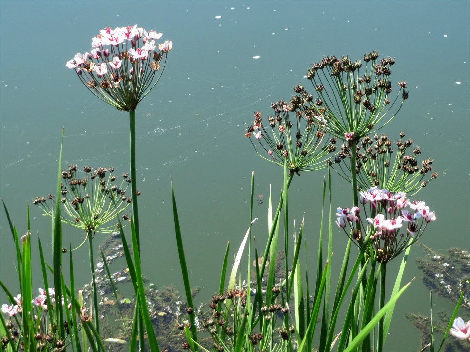 Schwanenblume (Butomus umbellatus) an der Saaraue Güdingen