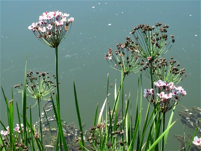 Schwanenblume (Butomus umbellatus) an der Saaraue Güdingen