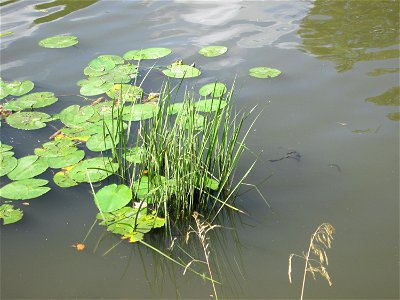 Schwanenblume (Butomus umbellatus) nebst Teichrosen an der Saar in Alt-Saarbrücken - dieses Jahr hab ich sie nicht einmal blühend gesehen
