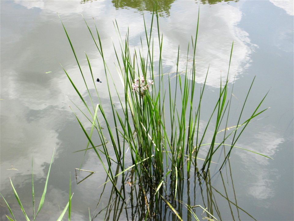 Schwanenblume (Butomus umbellatus) an der Saar in Saarbrücken