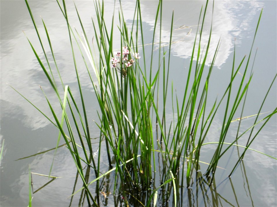 Schwanenblume (Butomus umbellatus) an der Saar in Saarbrücken