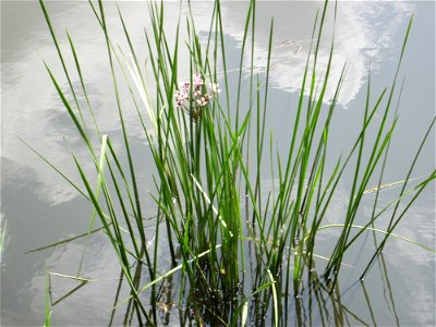 Schwanenblume (Butomus umbellatus) an der Saar in Saarbrücken