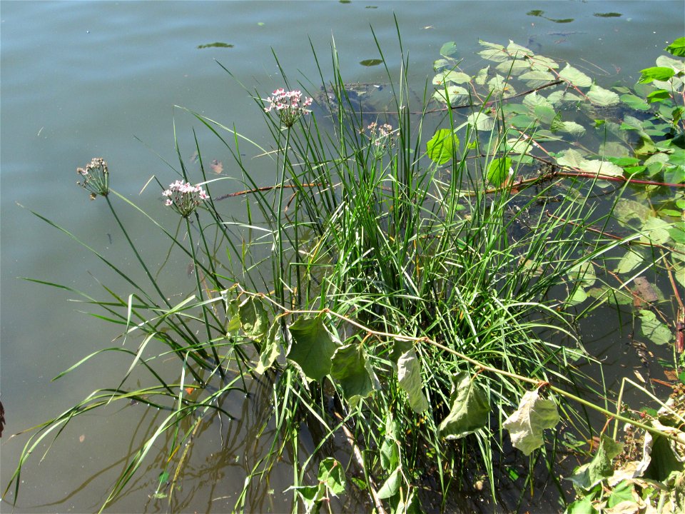 Schwanenblume (Butomus umbellatus) an der Saar in Malstatt
