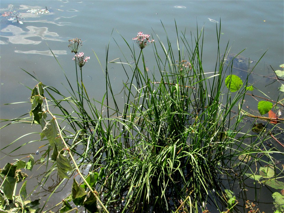 Schwanenblume (Butomus umbellatus) an der Saar in Malstatt