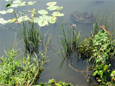 Schwanenblume (Butomus umbellatus) an der Saar in Malstatt