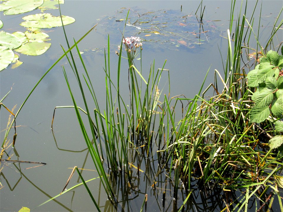 Schwanenblume (Butomus umbellatus) an der Saar in Malstatt